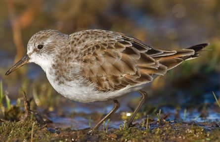 Dvergsnipe