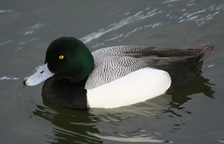 Bergand