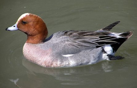 Brunnakke