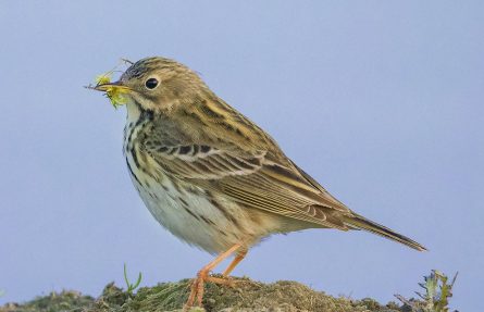 Heipiplerke