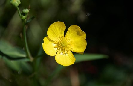 Kjempesoleie