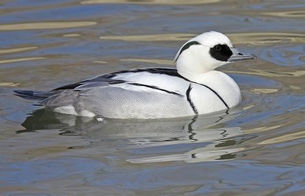 Lappfiskand