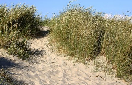 Marehalm