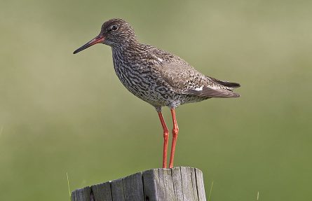 Rødstilk