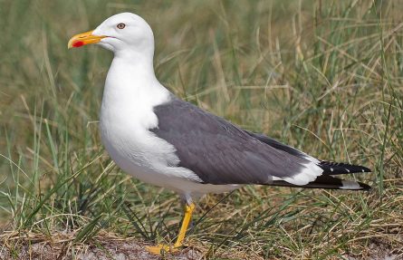 Sildemåke