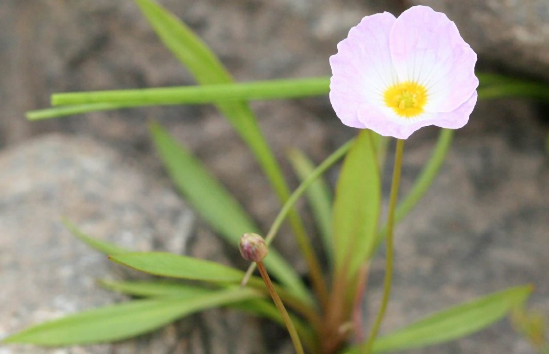 soleigro