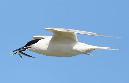 Splitterne