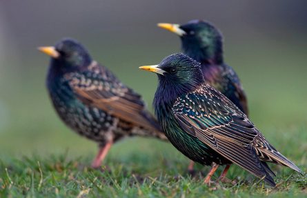 Stær