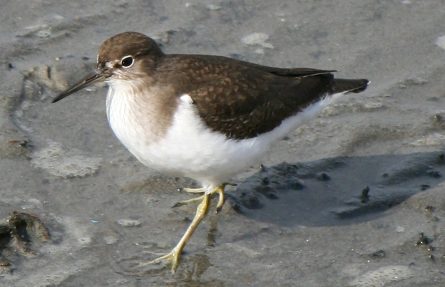 Strandsnipe